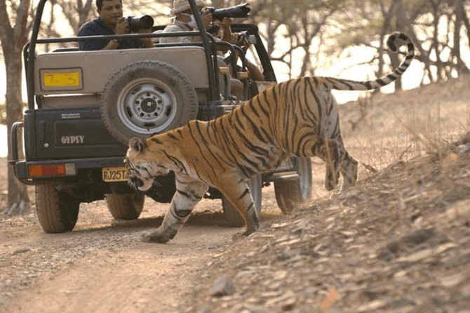Jaipur to Ranthambore Tiger reserve Safari Day trip All Inclusive - Your Afternoon Safari in Ranthambore National Park