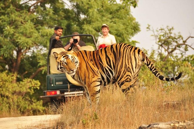 Jaipur to Ranthambore Tiger reserve Safari Day trip All Inclusive - How the Naturalist Helps You Spot More Than You Expect