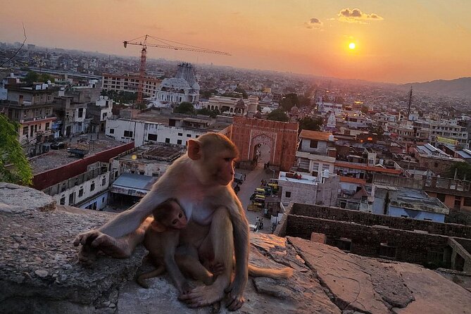 Jaipur Tuk Tuk Sightseeing Tour with Monkey Temple Sunset View - City Palace and Royal Gaitor Tumbas: Royals, Then Their Quiet Afterlife