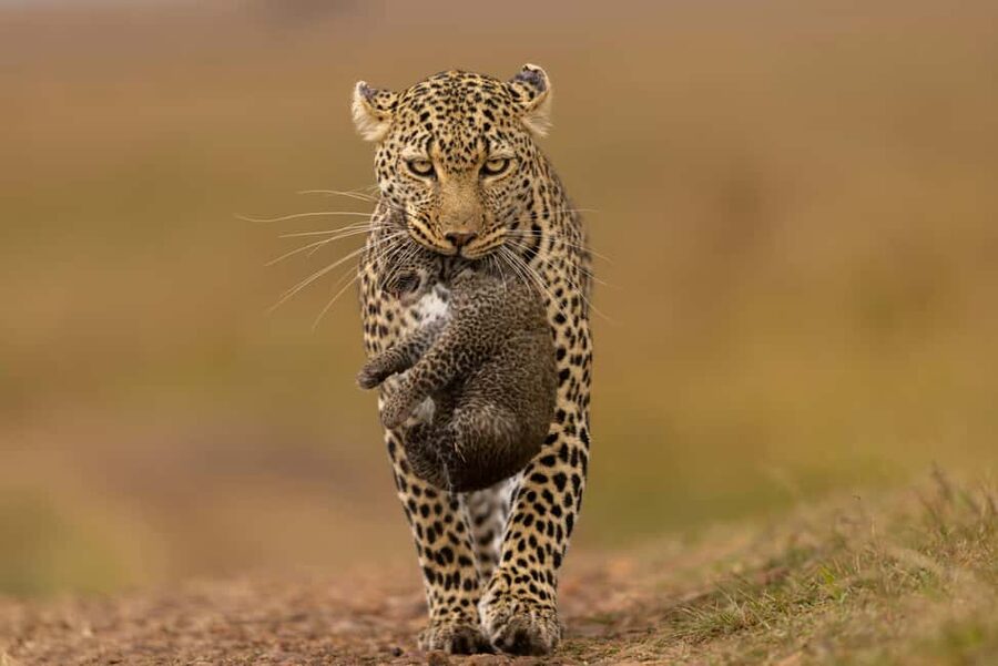 Jhalana Leopard Safari Jaipur – Sunrise & Sunset Jeep Safari - Key highlights at a glance