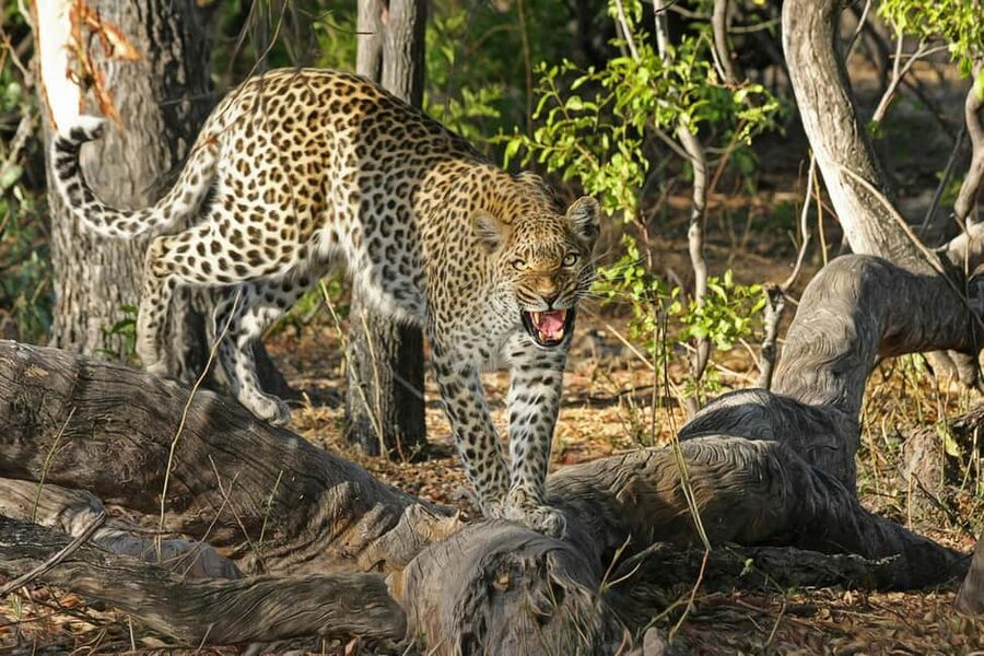 Jhalana Leopard Safari Jaipur – Sunrise & Sunset Jeep Safari - Offroading adventure, and the rules that keep it respectful