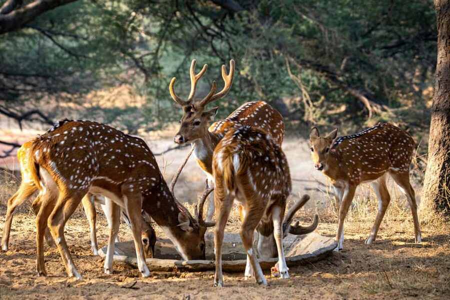 Jhalana Leopard Safari Jaipur – Sunrise & Sunset Jeep Safari - What to pack for a better wildlife day
