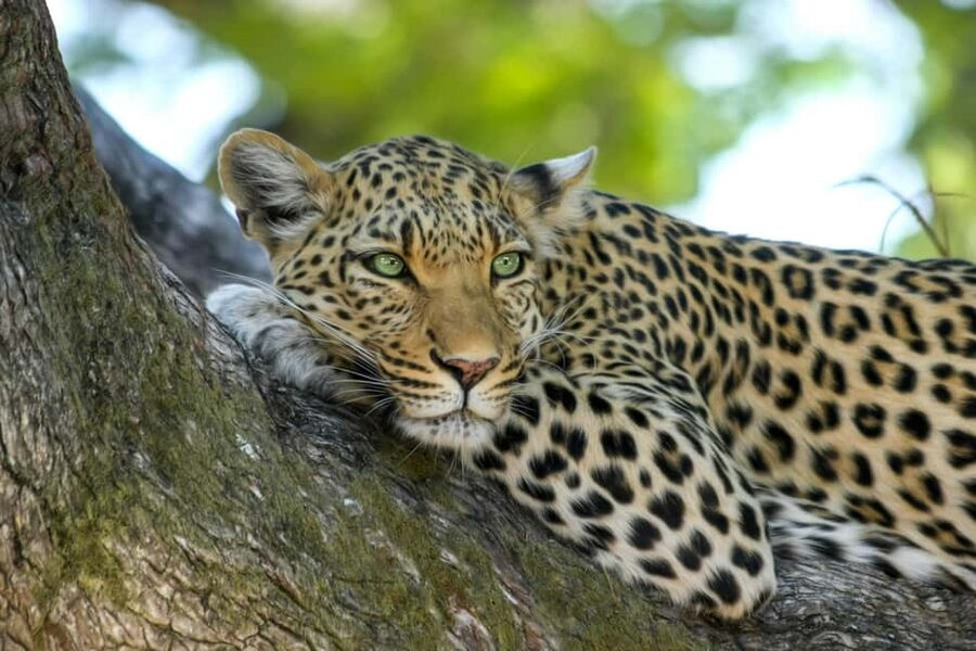 Jhalana Leopard Safari Jaipur – Sunrise & Sunset Jeep Safari - Price and value: what $49 buys you from Jaipur