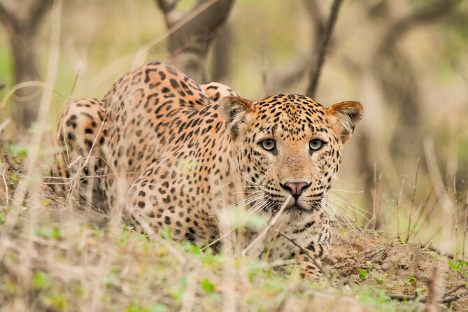 Jhalana Panther Safari Park Tour in Jaipur - Key things to know before you go