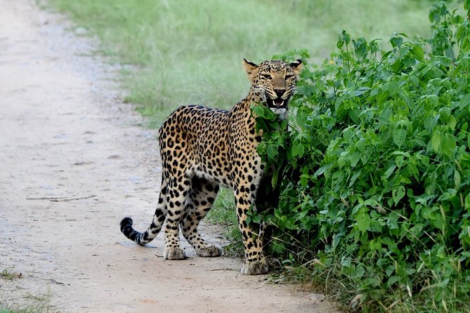 Jhalana Panther Safari Park Tour in Jaipur - Jhalana Panther Safari basics: what you’re really buying