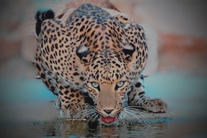 Jhalana Panther Safari Park Tour in Jaipur - Getting to Jhalana: pickup limits and smooth transfer planning