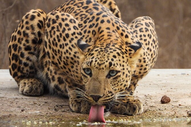 Jhalana Panther Safari Park Tour in Jaipur - Stop 1 at Jhalana Leopard Safari Park: what to expect on the ground