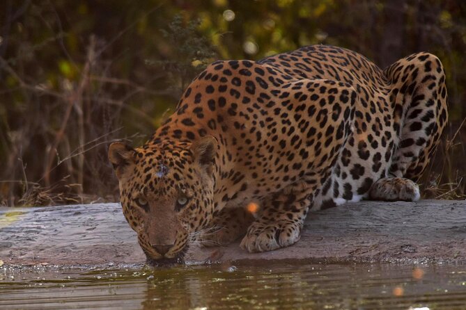 Jhalana Panther Safari Park Tour in Jaipur - How the safari schedule fits Jaipur (morning or afternoon)