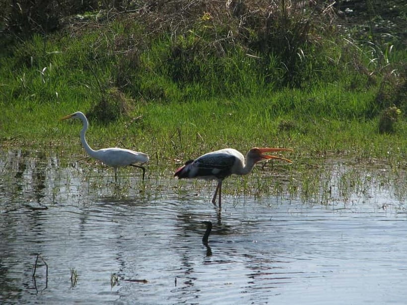 Keoladeo National Park Tickets and Guided Tour - Who Should Book This Keoladeo Tour