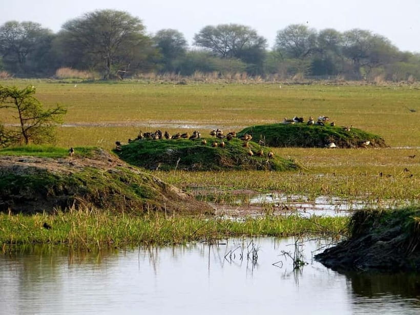 Keoladeo National Park Tickets and Guided Tour - Keoladeo in 3 Hours, Why This Wetland Feels Different