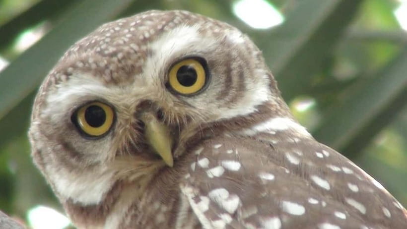 Keoladeo National Park Tickets and Guided Tour - Your 3-Hour Flow, What Happens During the Visit