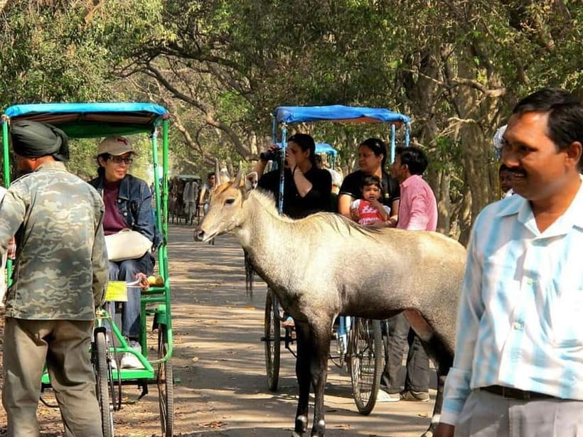 Keoladeo National Park Tickets and Guided Tour - What to Bring, and Small Choices That Improve Your Wildlife Chances