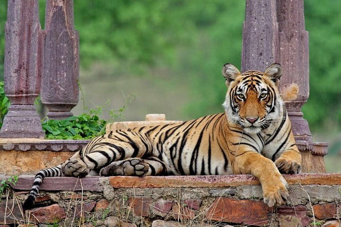 Night Safari in Jaipur on an Open Jeep - Raj Mandir Cinema and the Pink City street pass