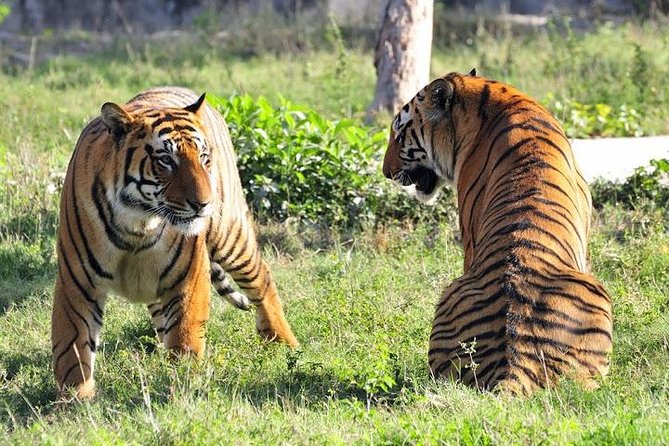 Private 2-Day Tour to Ranthambhore Tiger Safari from Jaipur - Two Days in Ranthambhore, Starting With an 8:00 am Jaipur Pickup