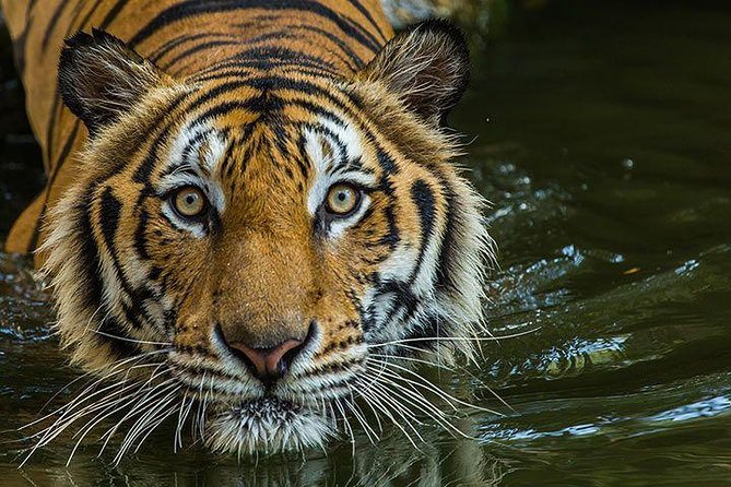 Private 2-Day Tour to Ranthambhore Tiger Safari from Jaipur - Jeep vs Canter and the importance of safari zones