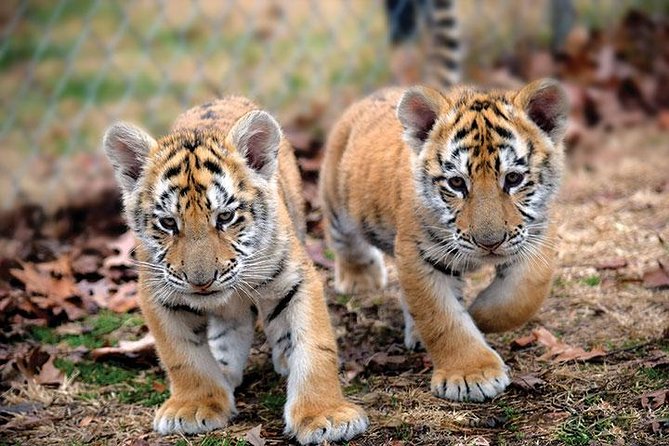 Private 2-Day Tour to Ranthambhore Tiger Safari from Jaipur - Naturalist commentary: the value, and the one potential catch