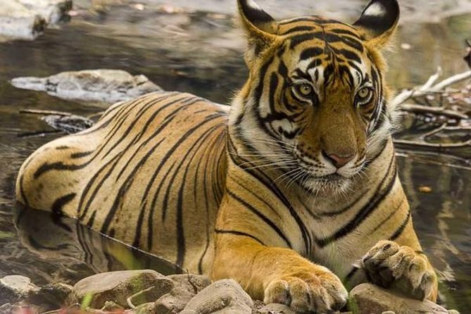 Private 4-Day Wildlife & Taj Mahal Tour from Jaipur to Delhi - A Smart Route: Jaipur to Delhi Without the Usual Zigzag