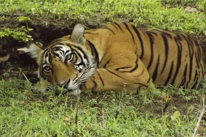 Private 4-Day Wildlife & Taj Mahal Tour from Jaipur to Delhi - Who This Tour Suits Best