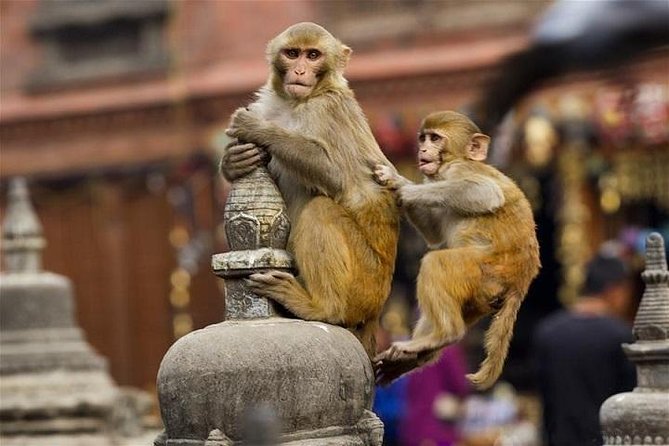 Private Day Trip to Abhaneri Stepwell & Monkey Temple from Jaipur - Galtaji’s Monkey Temple and the ring of shrines