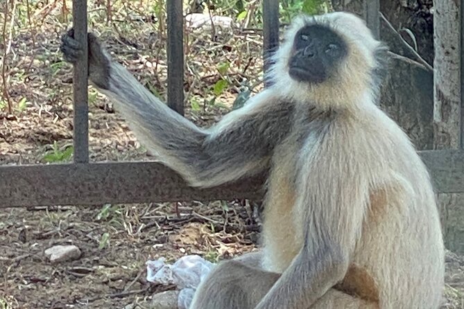 Private Day Trip to Abhaneri Stepwell & Monkey Temple from Jaipur - Price and value: is $30 per person fair?