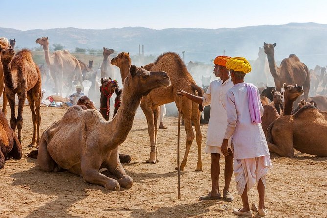 Private Day Trip to Ajmer and Pushkar from Jaipur - Shree Savitri Mata Mandir: the 650 steps and the best view angle