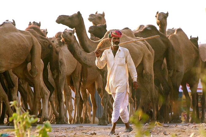 Private Day Trip to Pushkar From Jaipur - What the guided format changes in a temple town
