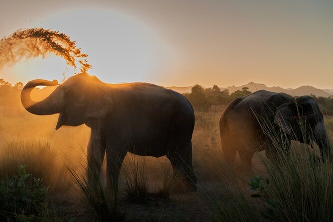 Private Elephant Sanctuary - Key Points to Know Before You Go
