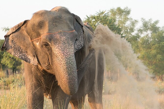 Private Elephant Sanctuary - A Private Elephant Sanctuary Day in Jaipur, What Actually Happens