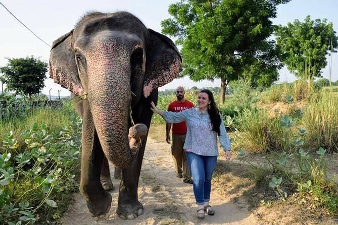 Private Elephant Sanctuary - Getting There from Jaipur: Pickup, Timing, and Travel Time