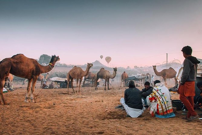 Private Full Day Jaipur Sightseeing Tour By Tuk-Tuk (Rickshaw) - Pickup and timing: how to keep the day comfortable