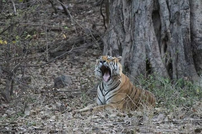 Private Full Day Trip to Ranthambore - Key things to know before you go