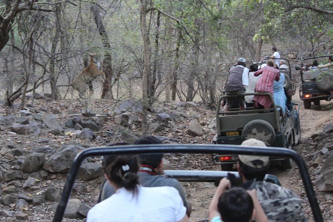 Private Full Day Trip to Ranthambore - Why This Private Ranthambore Day Trip Works So Well From Jaipur