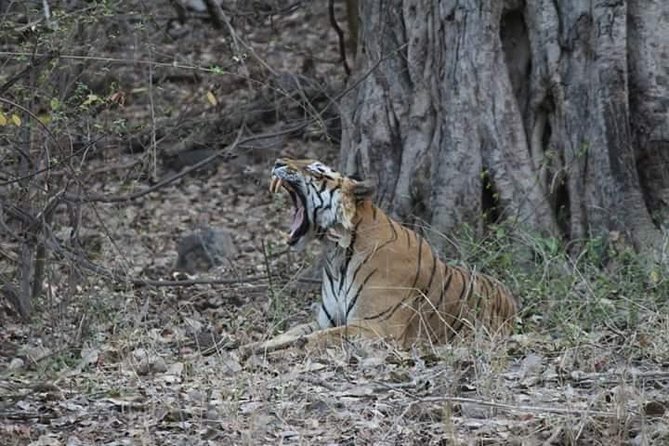 Private Full Day Trip to Ranthambore - Arriving Around 12:30: Check-In and Getting Assigned a Safari