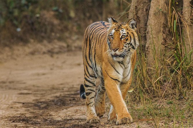 Private Tour to Sariska Tiger National Park by Car from Jaipur - Key points to know before you go