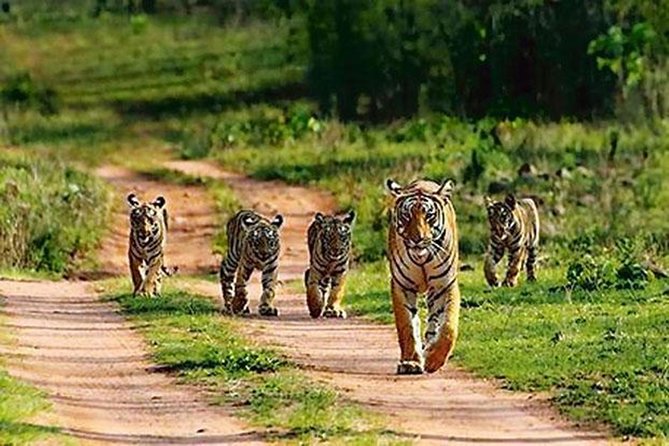 Private Tour to Sariska Tiger National Park by Car from Jaipur - The safari clock: your 2:00 pm to 5:30 pm window