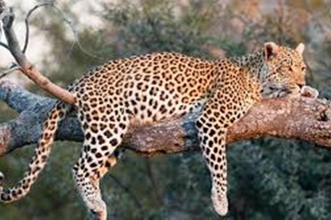 Private Tour to Sariska Tiger National Park by Car from Jaipur - Private car comfort: small details that make the ride better