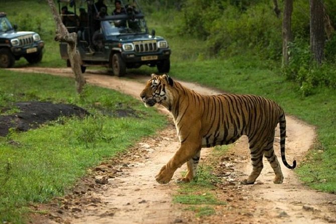 Private Tour to Sariska Tiger National Park by Car from Jaipur - Entry tickets and the safari vehicle fees you must budget