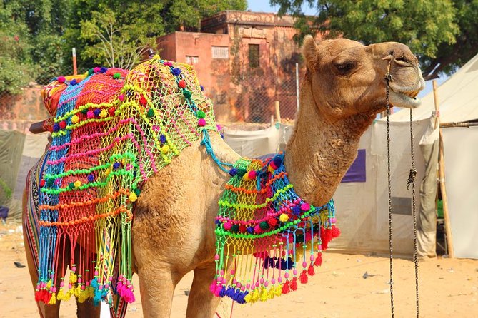 Pushkar Day Trip from Jaipur – Private Car, Safari, Guide & Lunch - Key things to know before you go