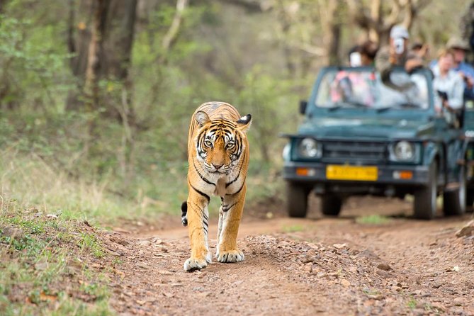 Ranthambore Tiger Safari Day trip from Jaipur - All Inclusive - The day trip setup, Jaipur to Ranthambore without the stress