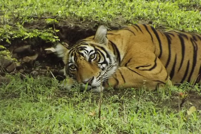 Ranthambore Tiger Safari Day trip from Jaipur - All Inclusive - Tiger odds and how to think about them on a day trip