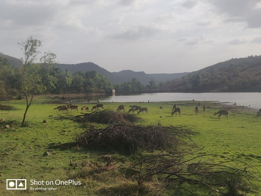 Ranthambore Tiger Safari Day Trip from Jaipur -All Inclusive - Price and value: what $65 is buying you on this kind of day