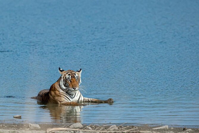 Ranthambore Tiger Safari from Jaipur – 1 or 2 Days - Key things to know before you go