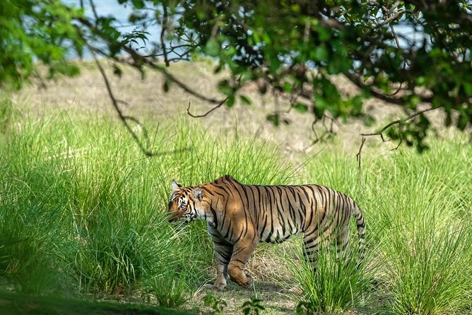 Ranthambore Tiger Safari from Jaipur – 1 or 2 Days - Getting back to Jaipur: ending the day without losing your energy