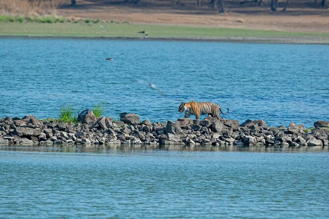 Ranthambore Tiger Safari from Jaipur – 1 or 2 Days - Safari reality check: tigers are possible, but the system is what you control