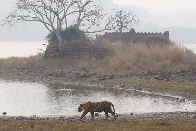 Ranthambore Tiger Safari Private Same Day Trip from Jaipur - A tiger safari that fits inside one Jaipur day