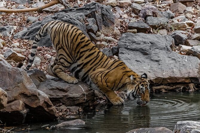 Ranthambore Tiger Safari Private Same Day Trip from Jaipur - The safari itself: gypsy or canter, permit included, and zone reality