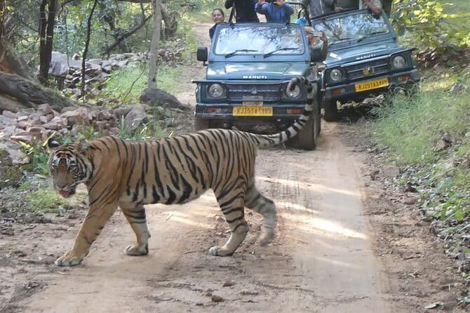 Ranthambore Tiger Safari Private Same Day Trip from Jaipur - 8:00 AM pickup and the 3.5 hour drive to Sawai Madhopur