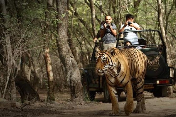 Ranthambore Wildlife Safari Day Trip from Jaipur - Ranthambore day trip basics: timing, distance, and real value
