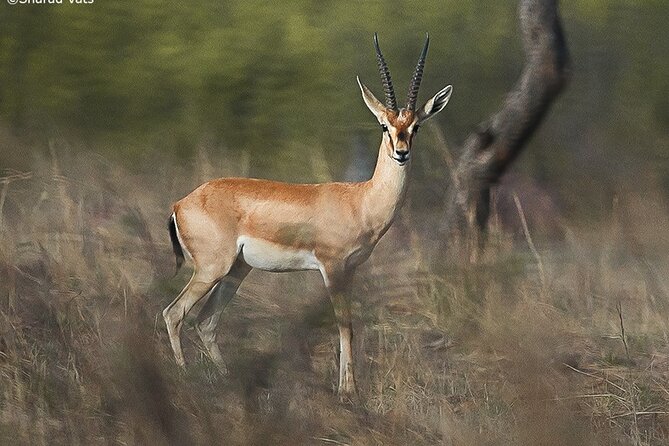 Ranthambore Wildlife Safari Day Trip from Jaipur - What you can expect to see besides tigers
