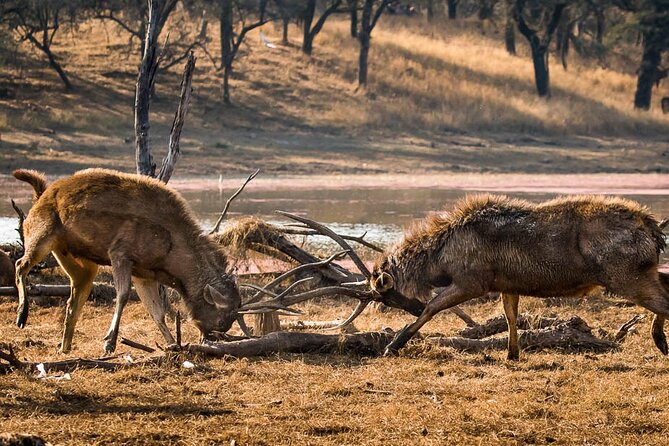 Ranthambore Wildlife Safari Day Trip from Jaipur - Price and inclusions: what $120 covers and what you’ll pay extra